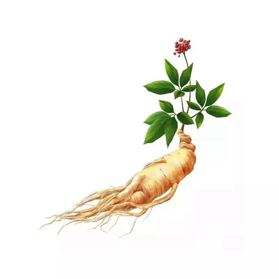Fabriklieferant Thailand Black Ginger Powder OEM-Kapsel und Tabletten für die Gesundheitspflege von Männern