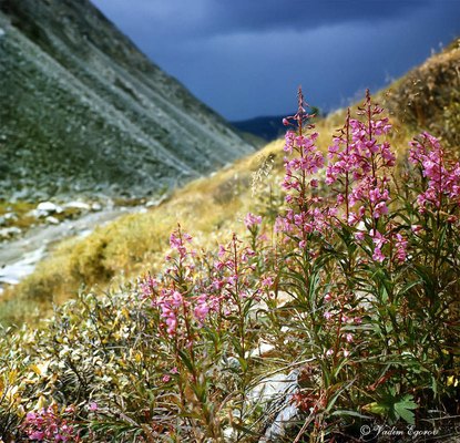 Sibirier-Iwan-Tee Soems wilder (stieg Buchtweidenanlage), lateinisch: Epilobium angustifo