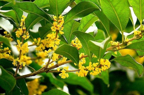 Natürliche Bio-Blätter, gesunder Ersatz für Tee, Osmanthus-Schwarztee