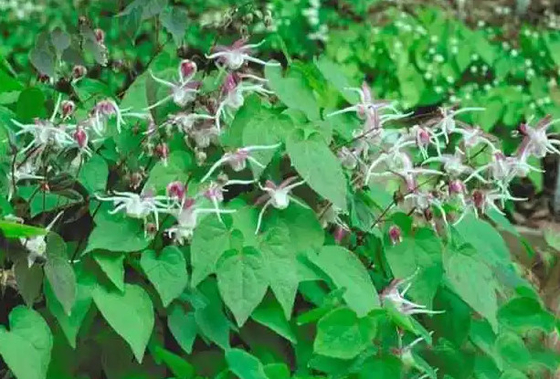 Eigenmarken-Biotin-Kollagen lässt Epimedium-horniges Ziegen-Woche Soem fallen
