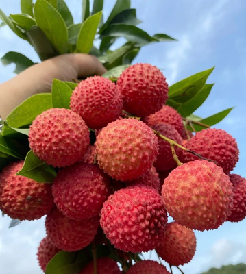 Großhandel Hochwertiges Festgetränk Lychee-Saft Pulver Lychee-Pulver Litchi-Pulver